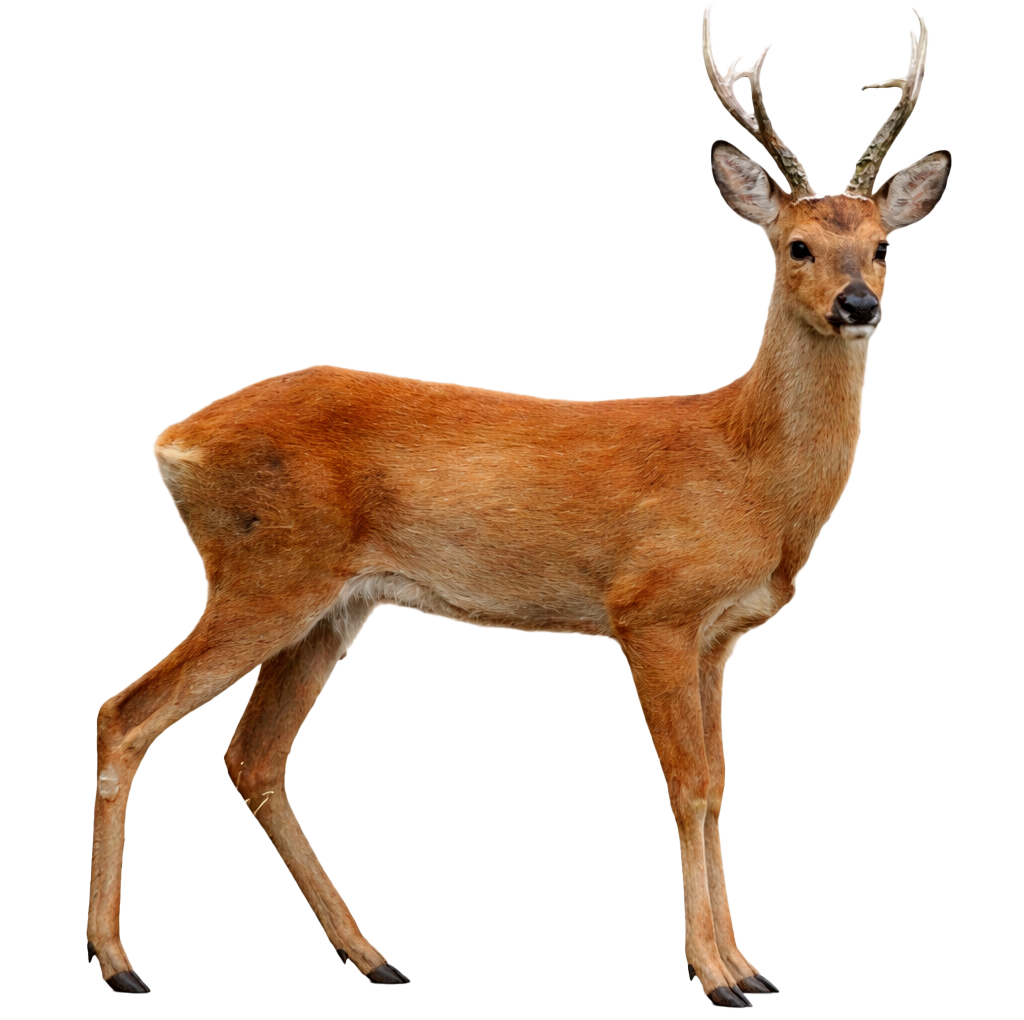 Косуля