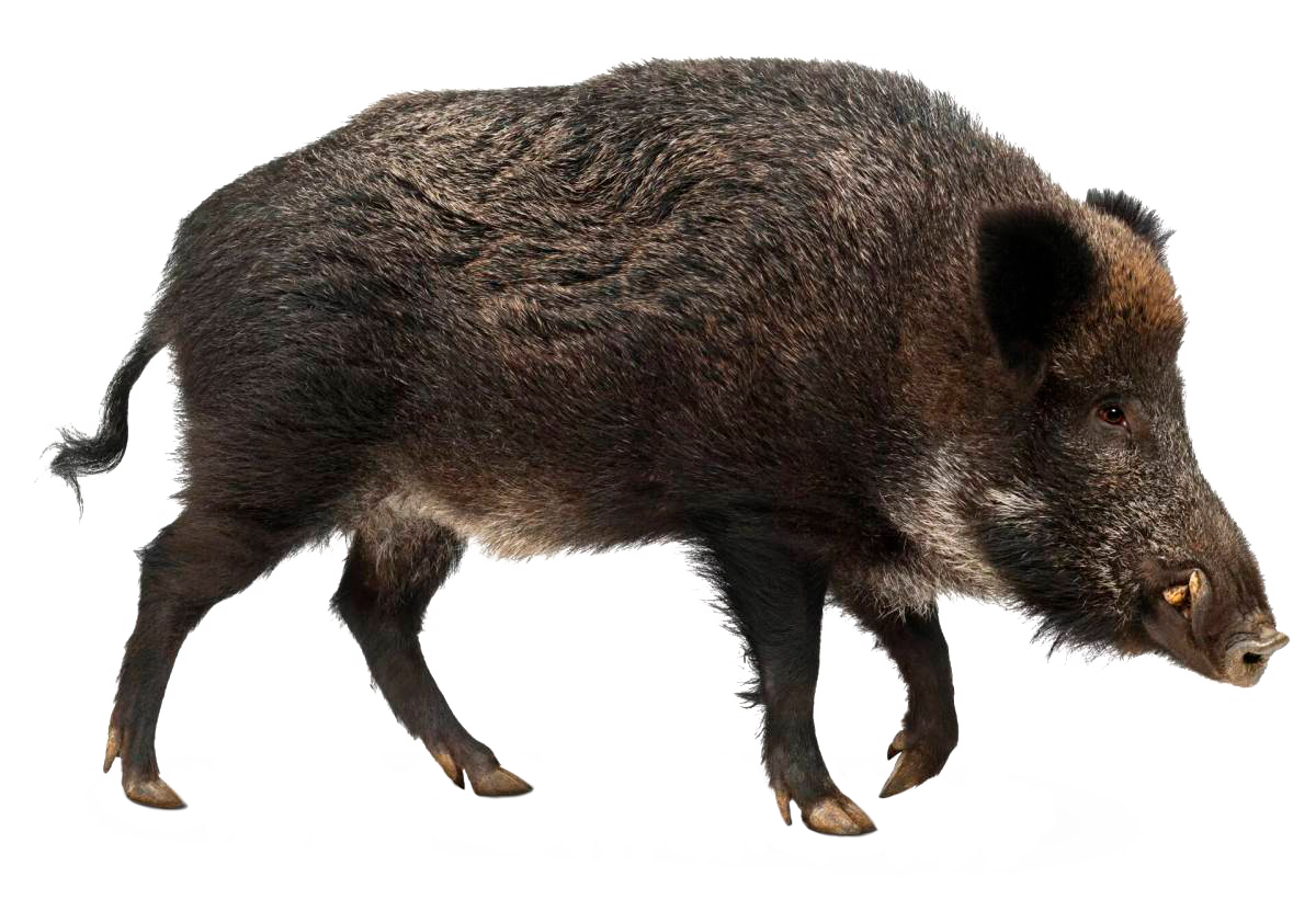 Кабан